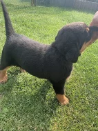Beauceron - štěňátka s PP