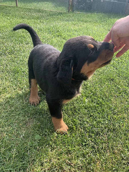 Beauceron - štěňátka s PP