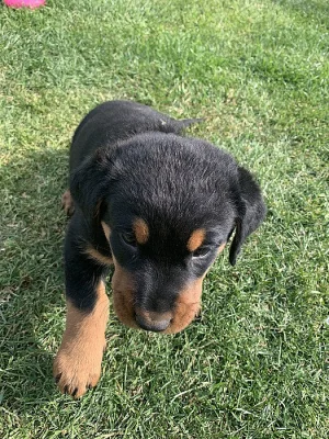 Beauceron - štěňátka s PP