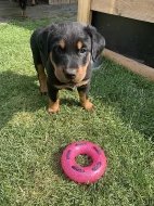 Beauceron - štěňátka s PP