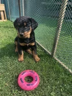 Beauceron - štěňátka s PP