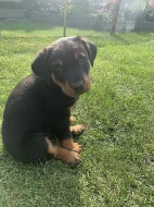 Beauceron - štěňátka s PP