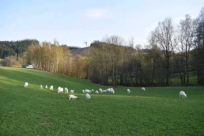 Prodáme dvě letošní kozičky na výpas i do chovu - koza česká