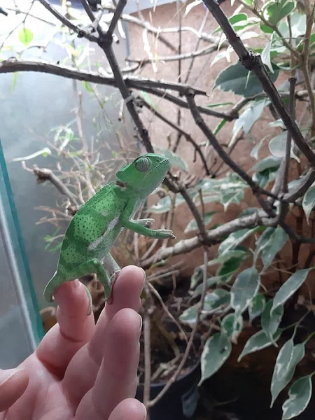 1,1 Chamaeleon dilepis