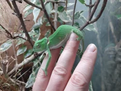 1,1 Chamaeleon dilepis