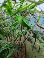 1,1 Chamaeleon dilepis