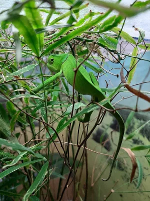 1,1 Chamaeleon dilepis