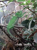 1,1 Chamaeleon dilepis