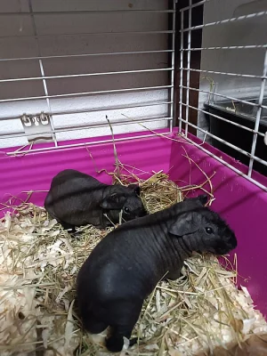 3skinny samečkové