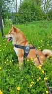 Shiba inu