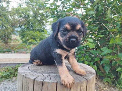 Štěňata border terier s PP- 1 fenka blue tan, 1 pes grizzly