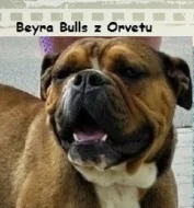 Kontinentální buldok s PP FCI