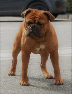 Kontinentální buldok s PP FCI