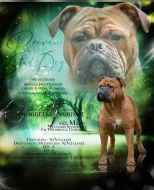 Kontinentální buldok s PP FCI