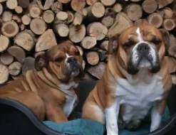 Kontinentální buldok s PP FCI