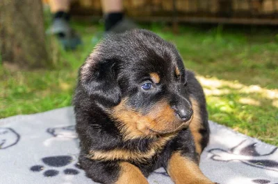 Beauceron-francouzský ovčák