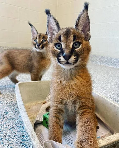 caracal cat for sale