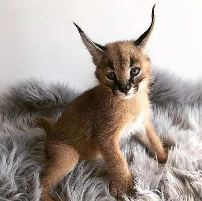 caracal cat for sale