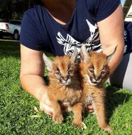 caracal cat for sale