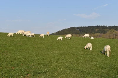 Prodám letošní kozičku po kvalitní matce, vhodná k chovu