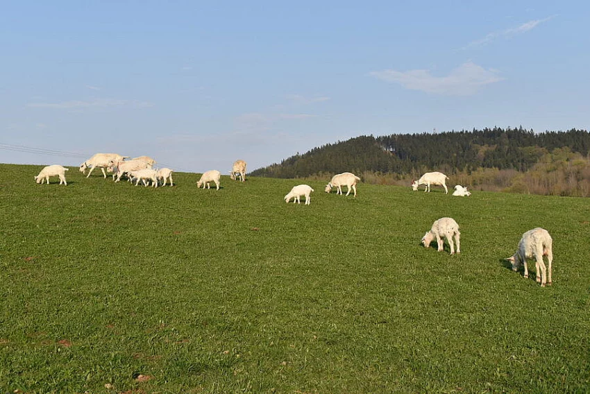 Prodám letošní kozičku po kvalitní matce, vhodná k chovu
