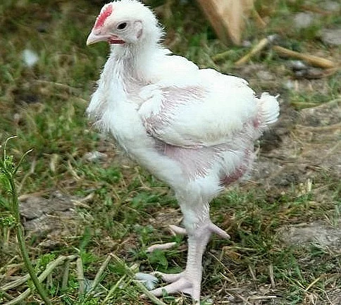 kuřátka brojlera