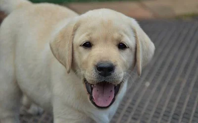 Žlutá fenka Labradora