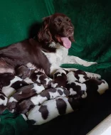 Malý münsterlandský ohař prodám štěňata s PP