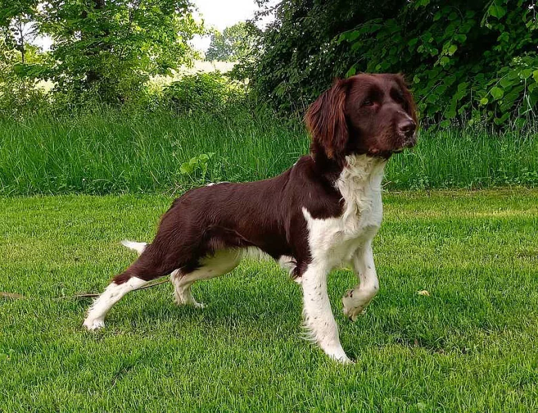 Malý münsterlandský ohař prodám štěňata s PP