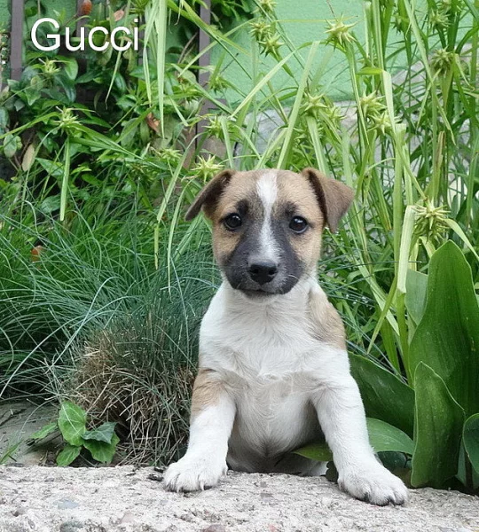Jack Russell terier