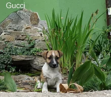 Jack Russell terier