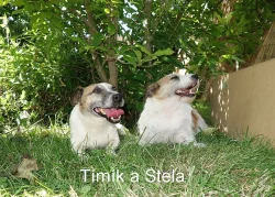 Jack Russell terier