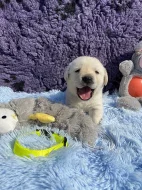 Labradorský retriever štěňátka kluci s PP