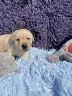 Labradorský retriever štěňátka kluci s PP