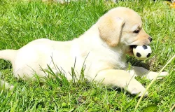 Prodej štěňat labradorských retrieverů