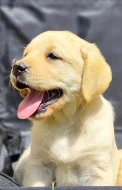 Prodej štěňat labradorských retrieverů