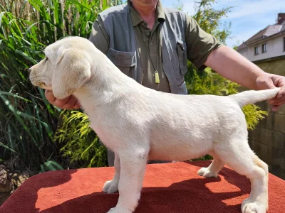 Prodej štěňat labradorských retrieverů
