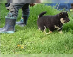 Prodej štěňat Shiba inu