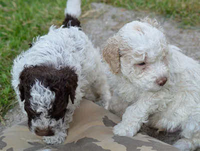Lagotto Romagnolo s PP