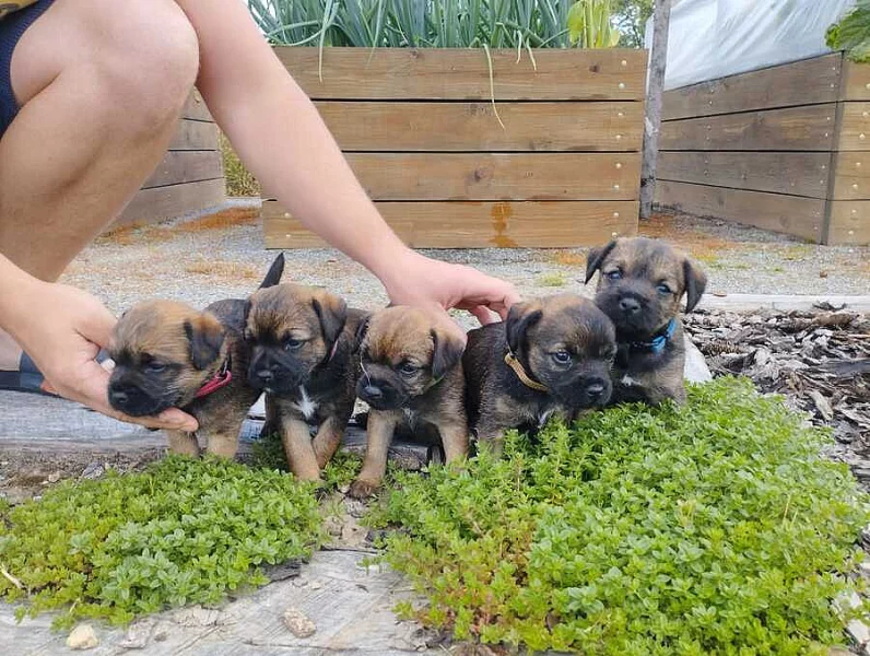 Štěňata border terier s PP- grizzly pejsek