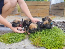 Štěňata border terier s PP- grizzly pejsek