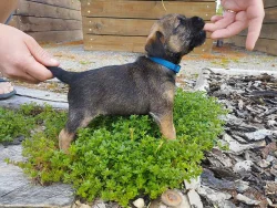 Štěňata border terier s PP- grizzly pejsek