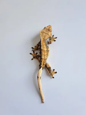 pagekon řasnatý