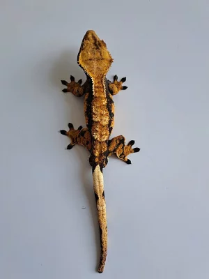 pagekon řasnatý