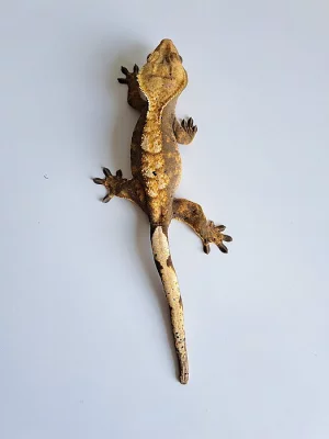 pagekon řasnatý