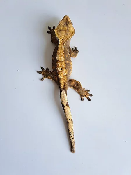 pagekon řasnatý