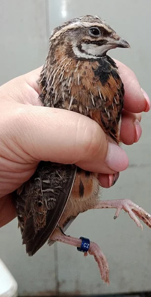 Křepelka harlekýn - Coturnix delegorguei