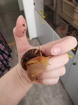 Daruji oblovky žravé (Lissachatina fulica, achatina žravá)