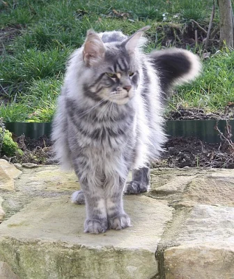 Nádherná mainská mývalí koťátka s PP