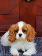 Cavalier King Charles Spaniel